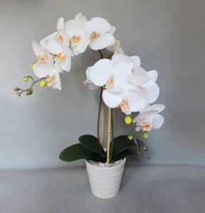 Skaista orhideja