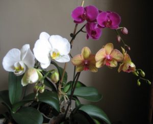 Fertilisation des orchidées avec de l'acide succinique