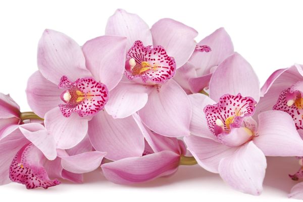 Arroser les orchidées avec de l'acide succinique