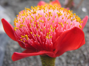 Hémantus fleuri