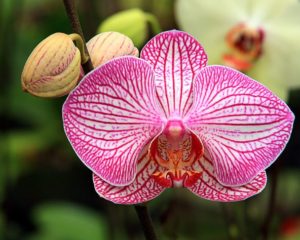 Fertilisation à l'acide succinique d'orchidées