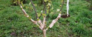 How to cover a young apricot for the winter