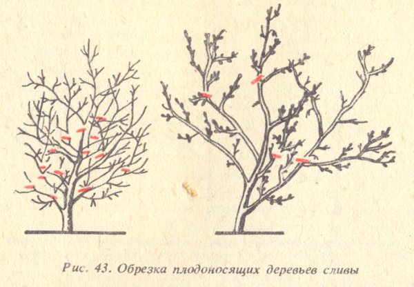 Plum pruning scheme in autumn