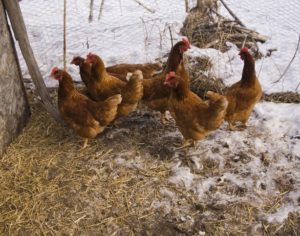 Choroby kurczaków zimą i ich leczenie