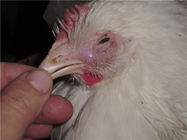 أمراض الدجاج في الشتاء - التهاب الحنجرة والحنجرة
