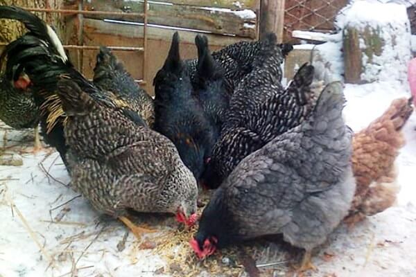 Comment nourrir les poulets en hiver