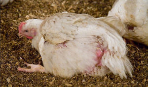 Jak kurczaki chorują zimą - kolibakterioza