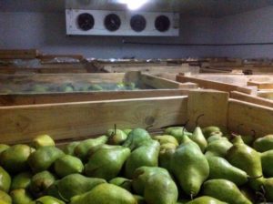 How to store pears in winter