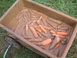 Wie man Karotten in Ton lagert