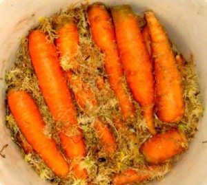 Wie man Karotten in Moos lagert