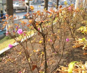 Hvordan beskjære en rododendron om høsten