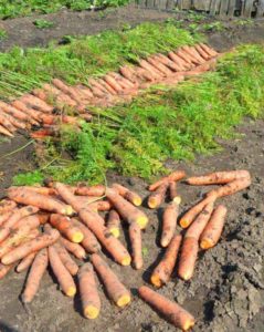 Comment préparer les carottes pour le stockage
