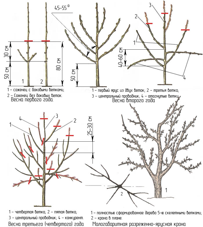 كيفية تقليم أشجار التفاح بشكل صحيح في الربيع - مخطط