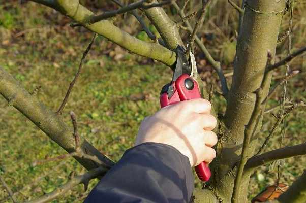 Как правилно да режете ябълково дърво през пролетта