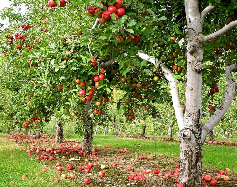 Hur man planterar äppelträd på hösten