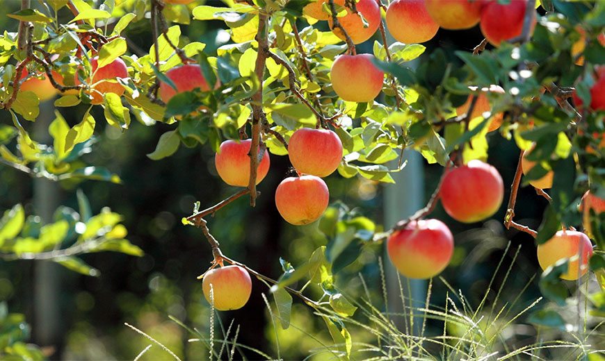 Hvordan plante et epletre om høsten trinnvise instruksjoner