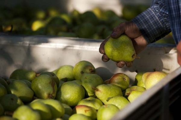 Paano mangolekta ng mga peras para sa pag-iimbak