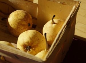 How to keep pears fresh for a long time