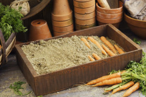Como armazenar cenouras na areia para o inverno