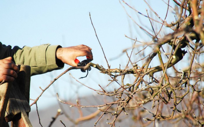 When to cut apple trees in spring, in what month
