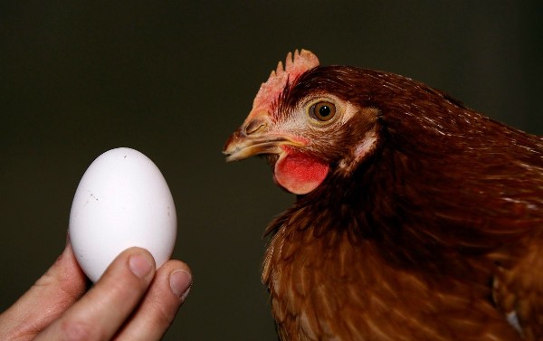 Kyckling och ägg