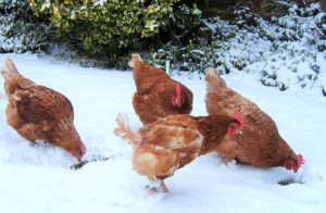 Chickens in the winter at home