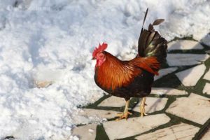 Young rooster in winter