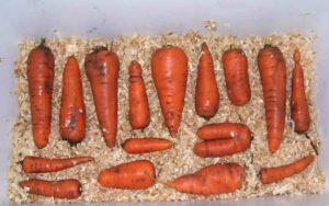 Ist es möglich, Karotten in Sägemehl zu lagern