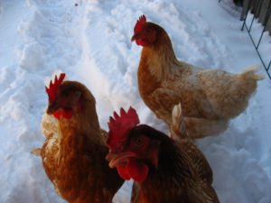 Engelures chez les poulets en hiver