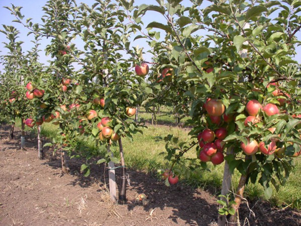 Подрязване на джуджета ябълкови дървета през пролетта