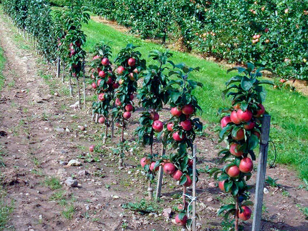 تقليم أشجار التفاح العمودية في الربيع