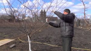 Pruning plums in autumn for winter