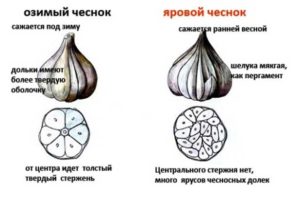 Winter and spring garlic