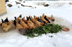 Nutrition des poules pondeuses en hiver