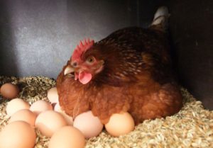 Why chickens don't rush in winter