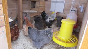 Den Hühnerstall für den Winter vorbereiten
