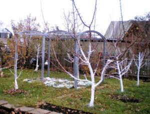Подготовка на ябълково дърво за зимата