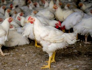 Diarré hos kycklingar - symtom och behandling