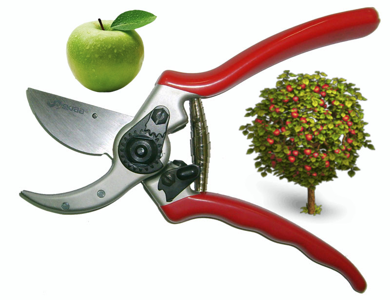 Предности обрезивања стабала јабука у пролеће