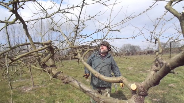 Ползи от подрязването на ябълкови дървета през пролетта
