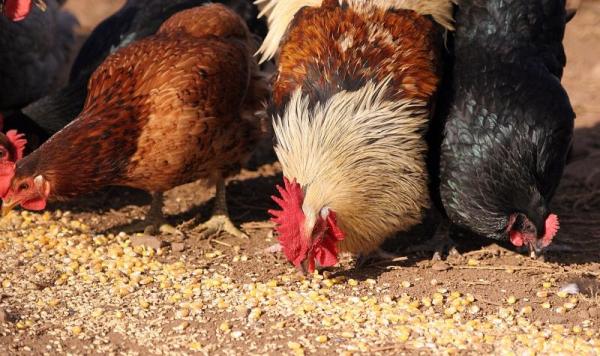 Causes of diarrhea in chickens