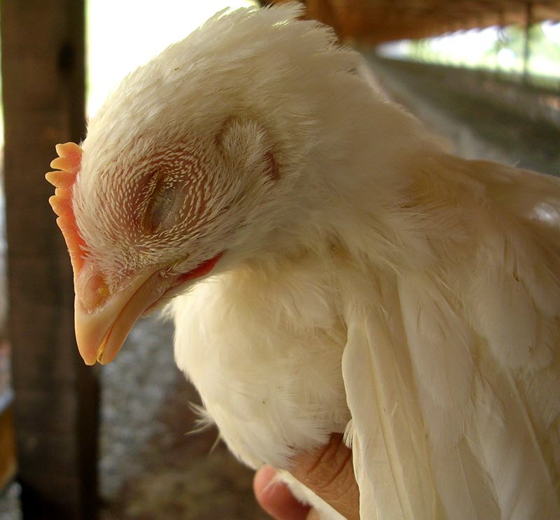 داء السلمونيلات في الدجاج البياض