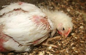 داء السلمونيلات في الدجاج في الشتاء