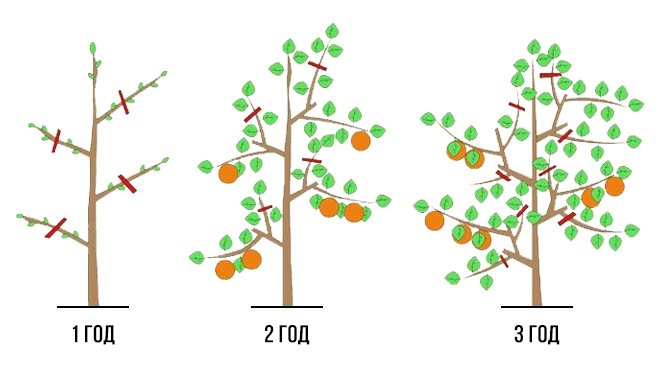 Schema des Beschneidens von säulenförmigen Apfelbäumen im Frühjahr