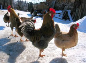 Allevamento di galline ovaiole in inverno