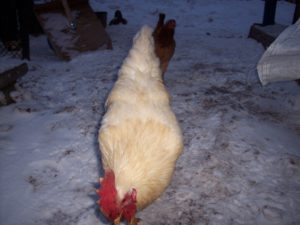 Keeping laying hens in winter temperature