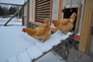 Hühner im Winter drinnen halten