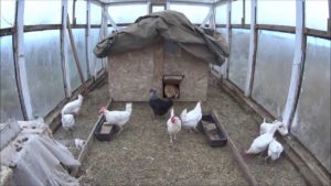 Păstrarea găinilor într-o seră din policarbonat în timpul iernii