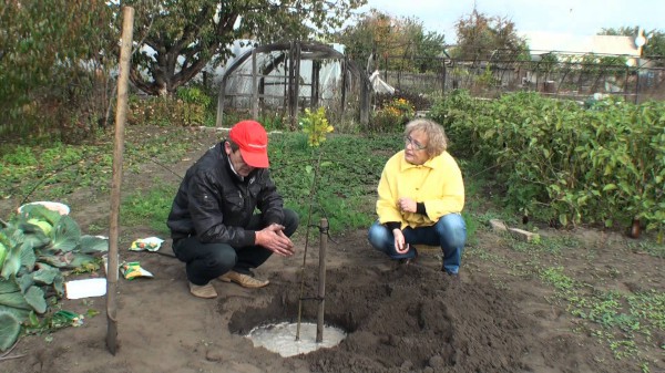 Fertilizers when planting an apple tree in autumn