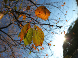 Péče o třešně na podzim